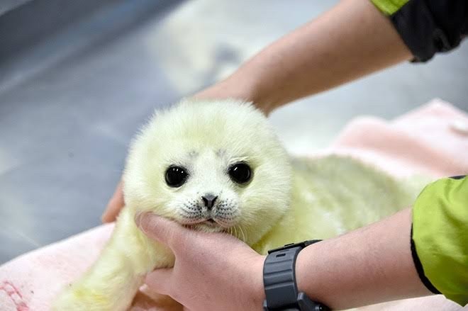 Baby ringed seal, Mizore